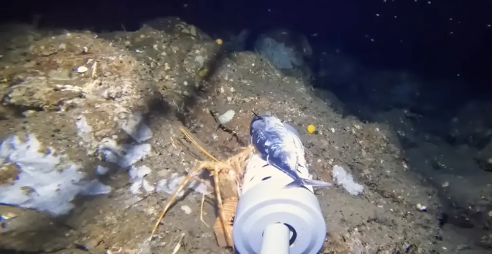 Il dépose une caméra à 200m de fond et filme une créature "impossible" !