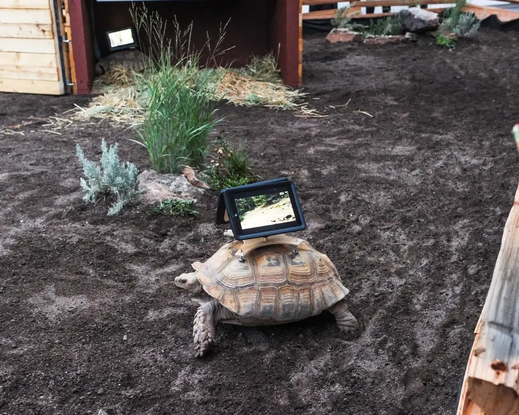 Insolite : des tortues avec des iPad montés sur leur carapace, c'est de l'art