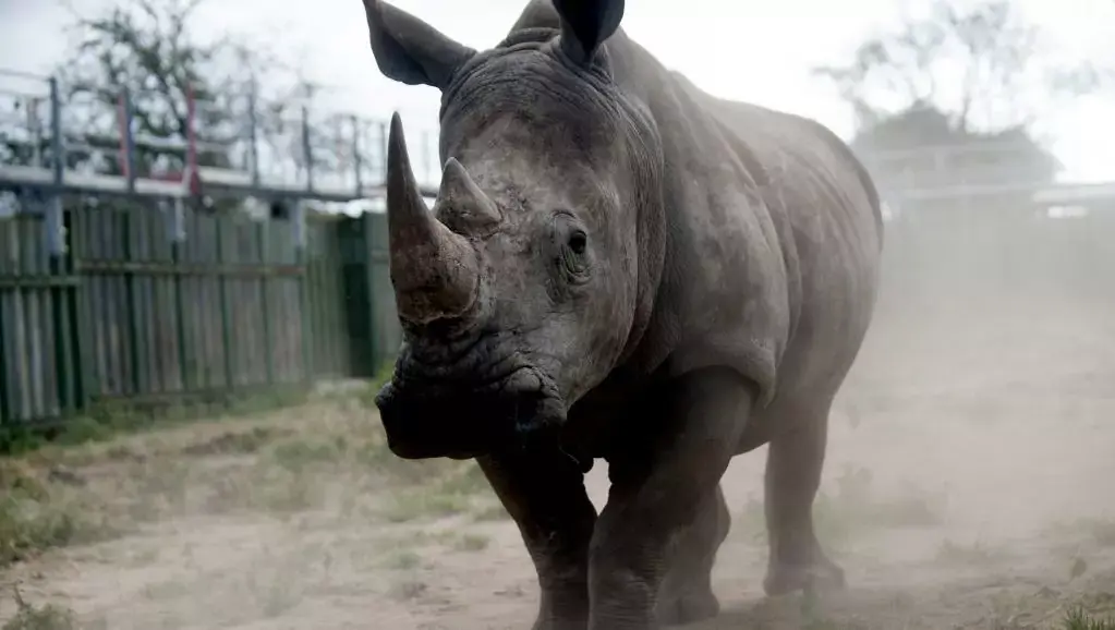 #MWC : Sigfox, la startup toulousaine, présente le rhinocéros connecté