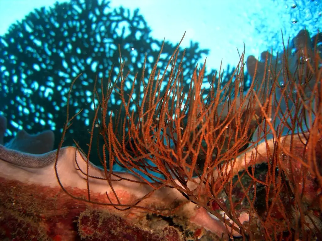 Deep Sea mining
