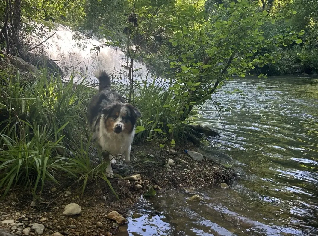 Petit test de l'Invoxia Biotracker&nbsp;: pour ne plus perdre son chien et surveiller sa sant&eacute;