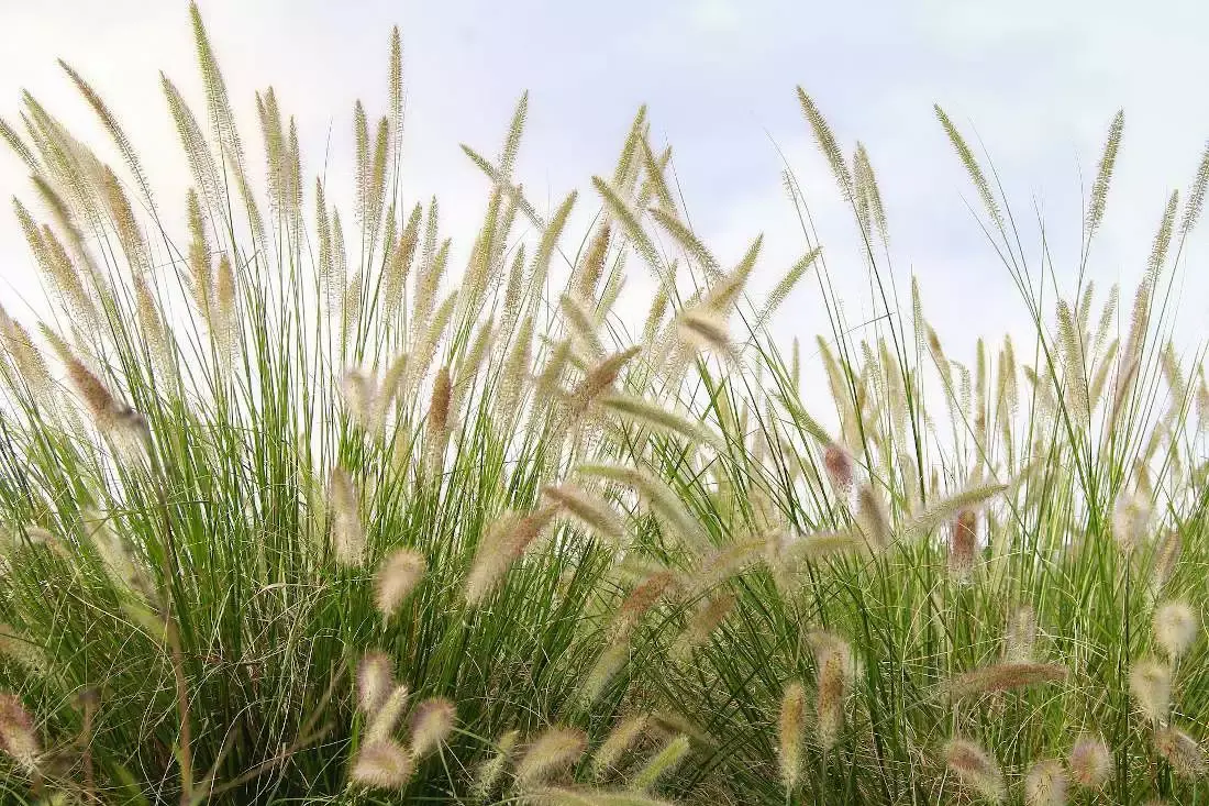 Live Pollen Allergies France