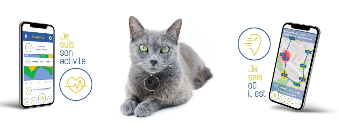 Feelloo : une startup rennaise propose un médaillon connecté pour les chats (vidéo)