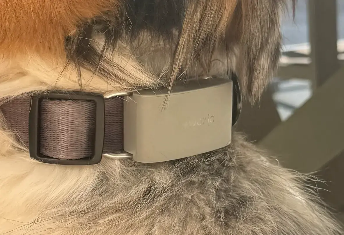 Petit test de l'Invoxia Biotracker&nbsp;: pour ne plus perdre son chien et surveiller sa sant&eacute;