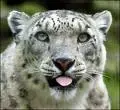 Snow Leopard : nouvelle build au coin du bois