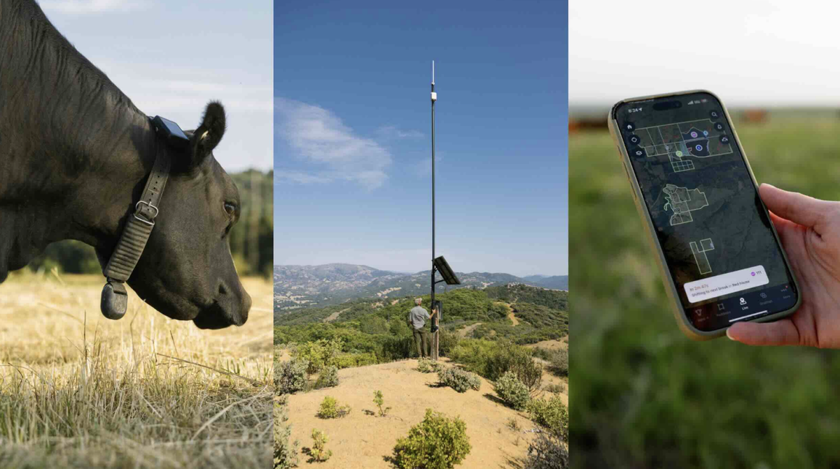 Ces vaches sont connect&eacute;es en direct par satellite via Starlink