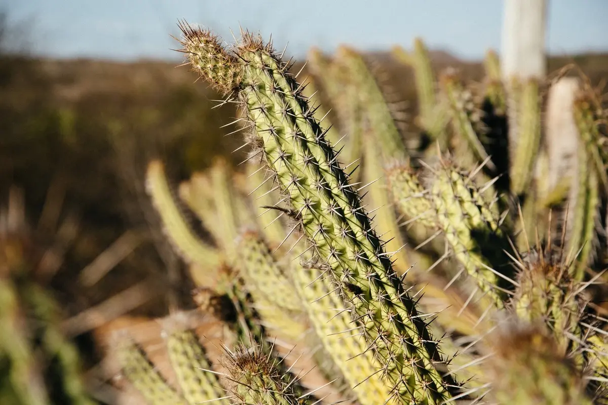 Opération Cactus cyberattaque hammeçonnage