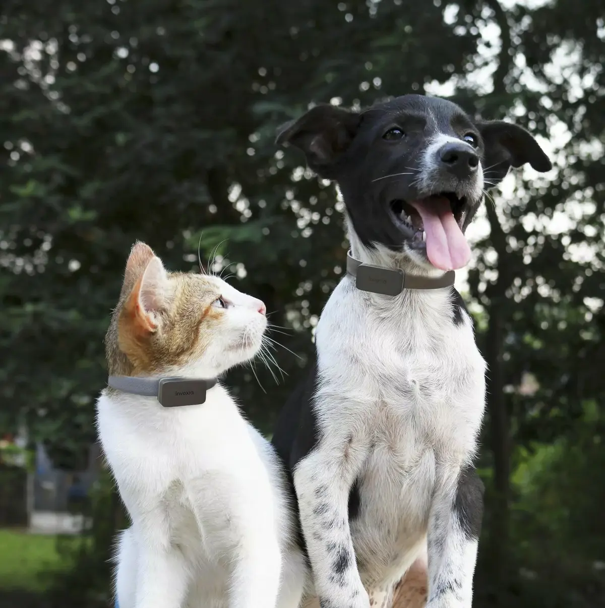 Pet Tracking : pendant le confinement, les chiens sortiraient plus souvent [étude Invoxia]