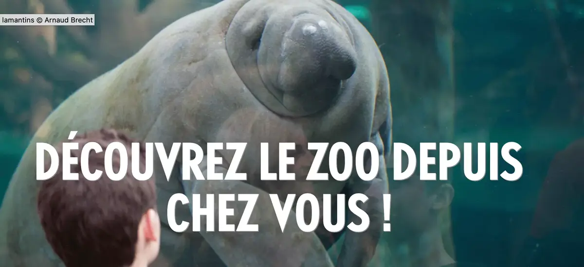 Aller au zoo de Vincennes pendant le confinement #LeZooChezVous