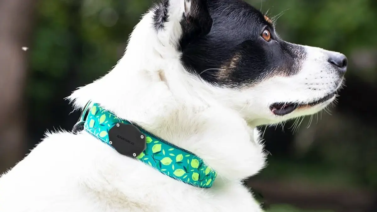 TagVault : Pet, un étui pour AirTag à glisser sur le collier de son chien