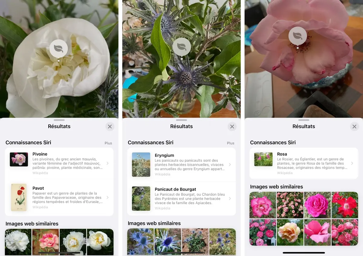 Astuce : comment identifier une plante ou une fleur juste avec son iPhone !