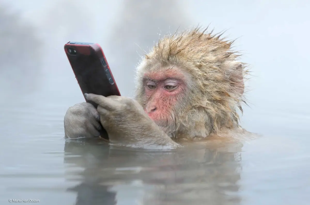 L'image du jour : ce singe a fait le tour du web et vient d'être primé