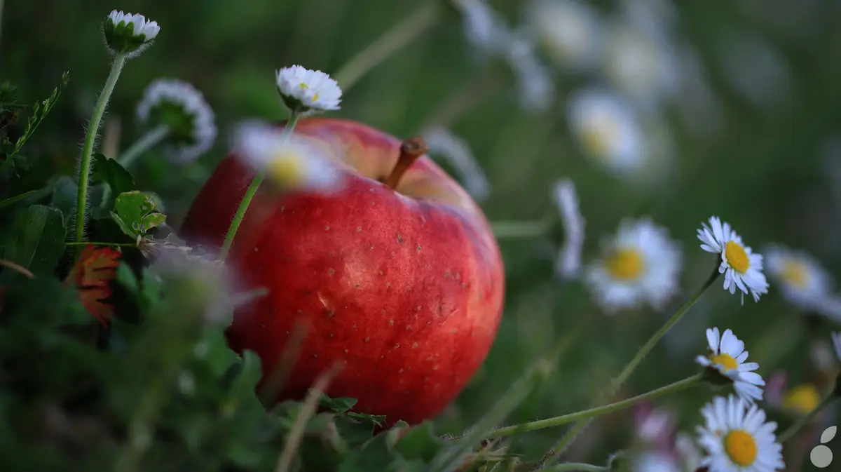 4G/5G : Apple et Ericsson enterrent la hache de guerre 