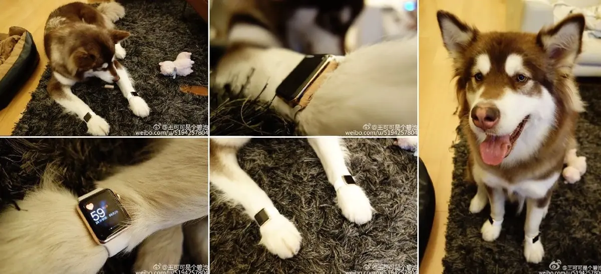 Insolite : ce gentil husky a deux Apple Watch Edition, et vous ?