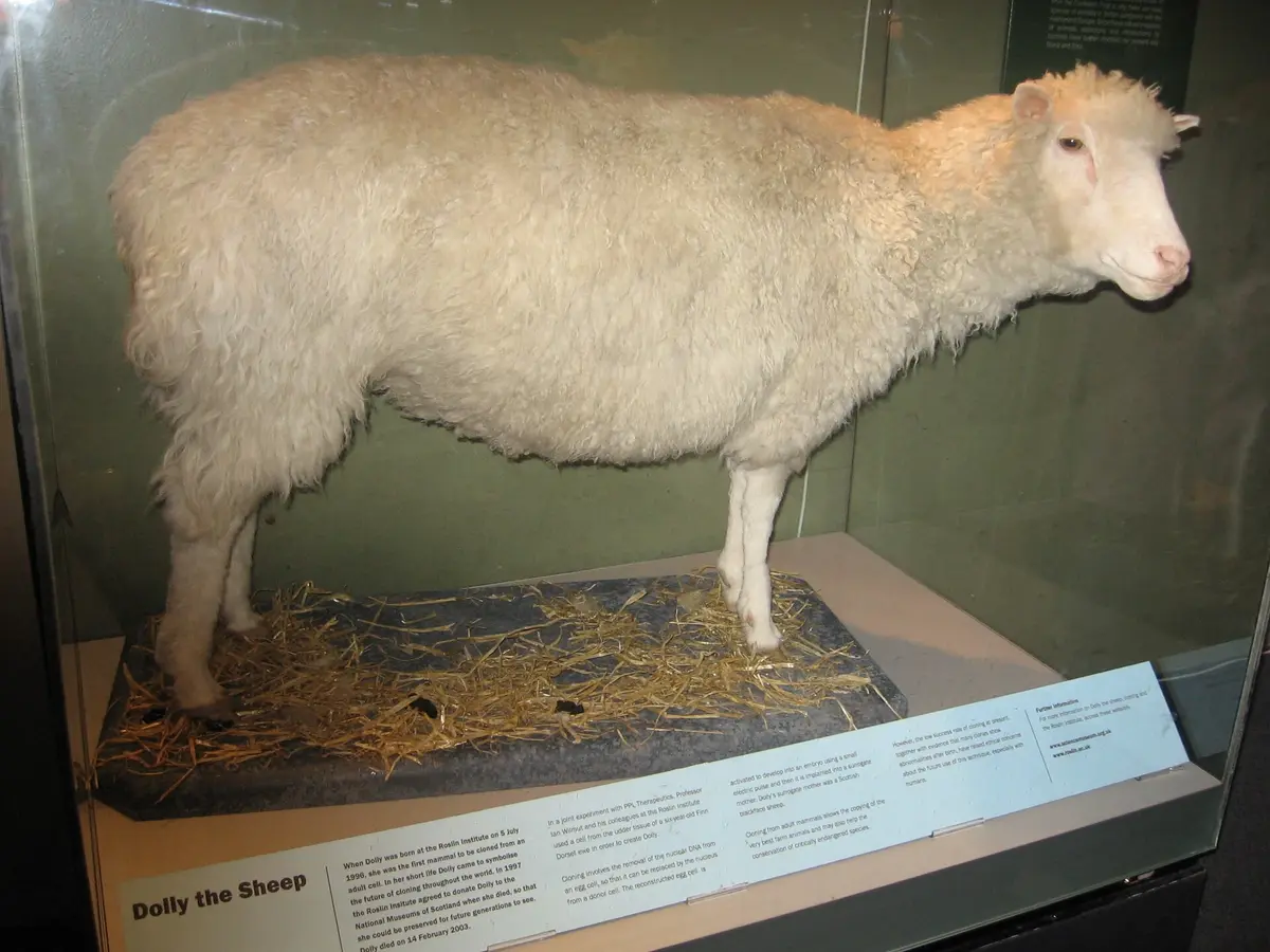 Dolly, le premier mouton cloné en 1996