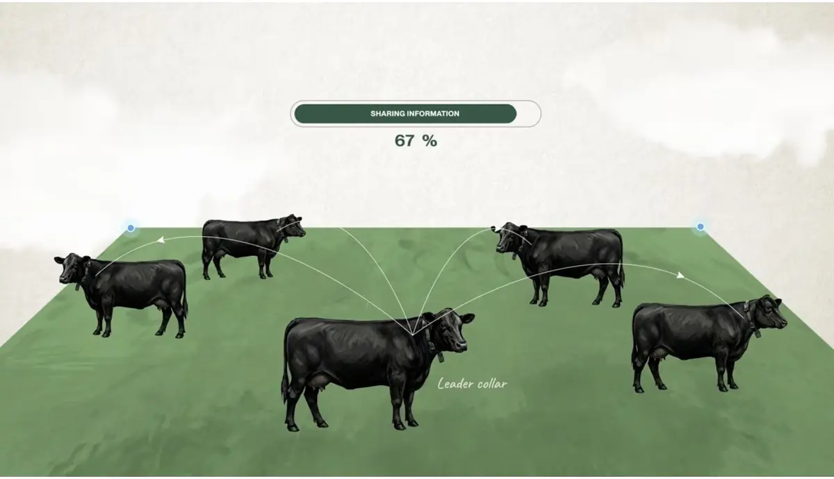 Ces vaches sont connect&eacute;es en direct par satellite via Starlink