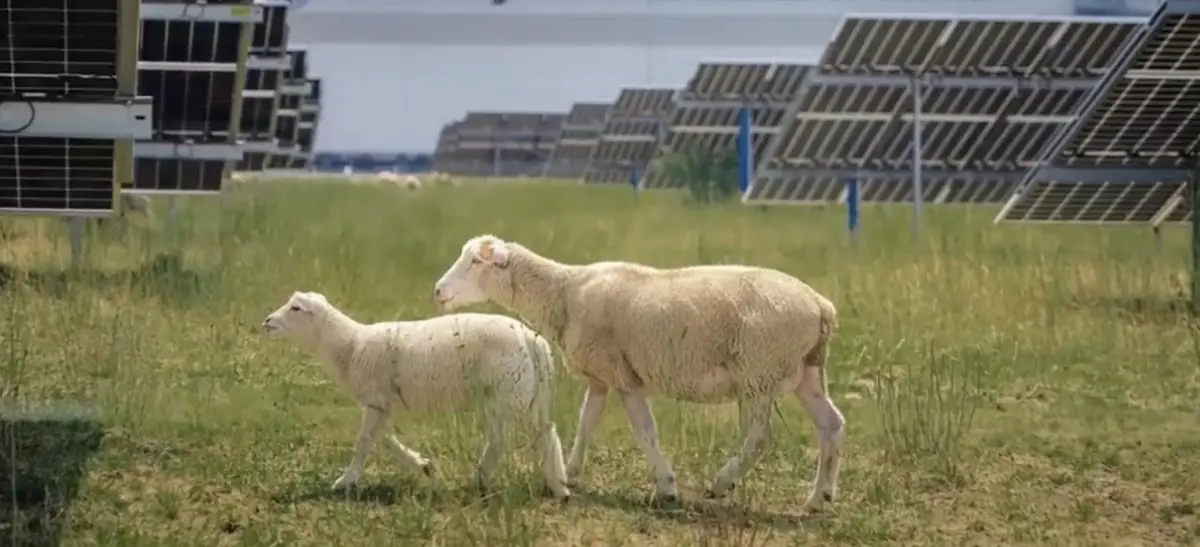 Volkswagen embauche des moutons pour entretenir sa ferme solaire