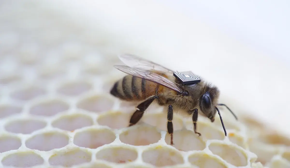 L'image du jour : une abeille "Intel Inside"