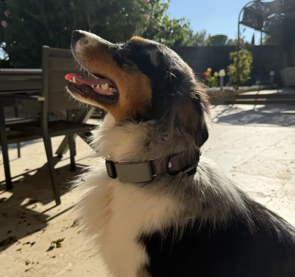 Petit test de l'Invoxia Biotracker&nbsp;: pour ne plus perdre son chien et surveiller sa sant&eacute;