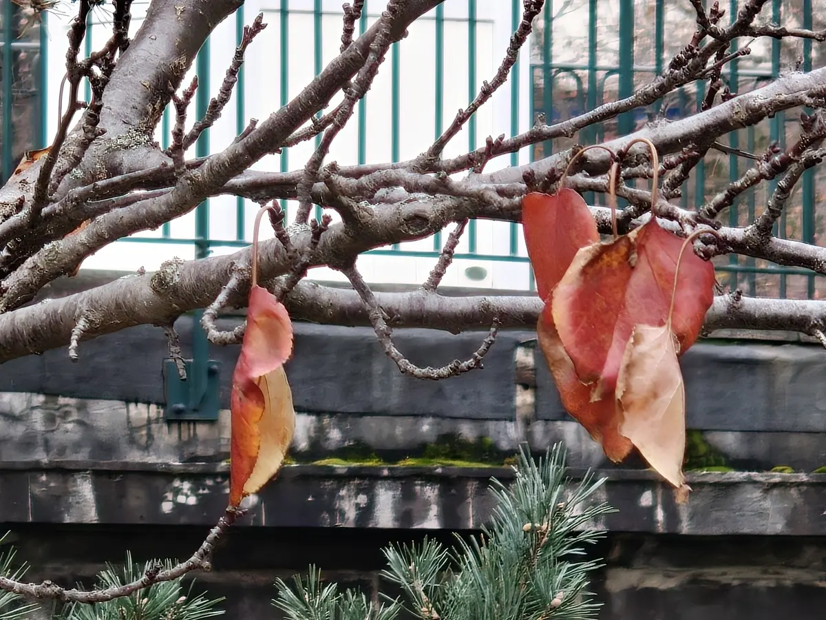 Zoom 20X avec le GT8 Pro
