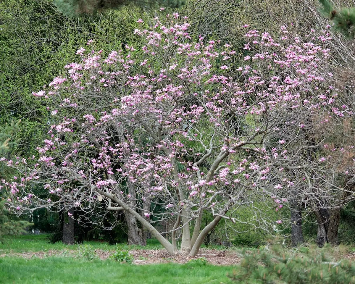 Un magnolia