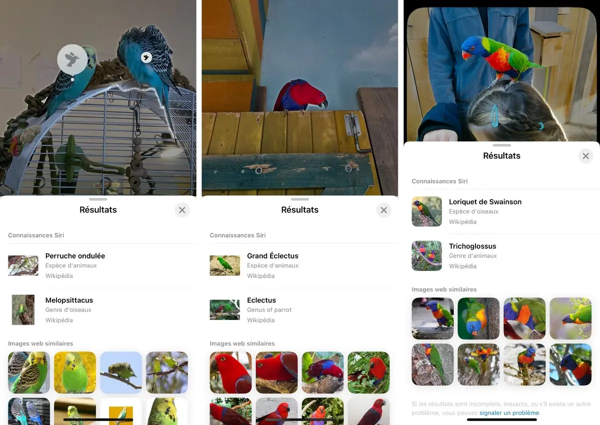 On a testé la reconnaissance des oiseaux sur l’iPhone