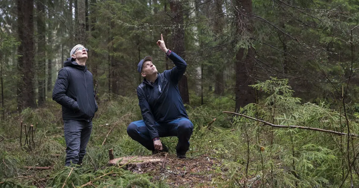 Tim Cook continue son voyage dans les forêts suédoises