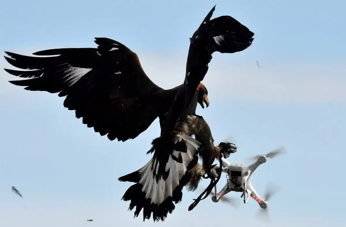 Les aigles ne chasseront plus les drones aux Pays Bas !