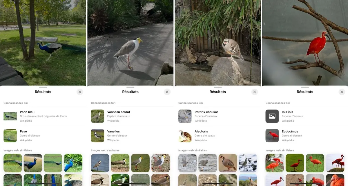 On a testé la reconnaissance des oiseaux sur l’iPhone