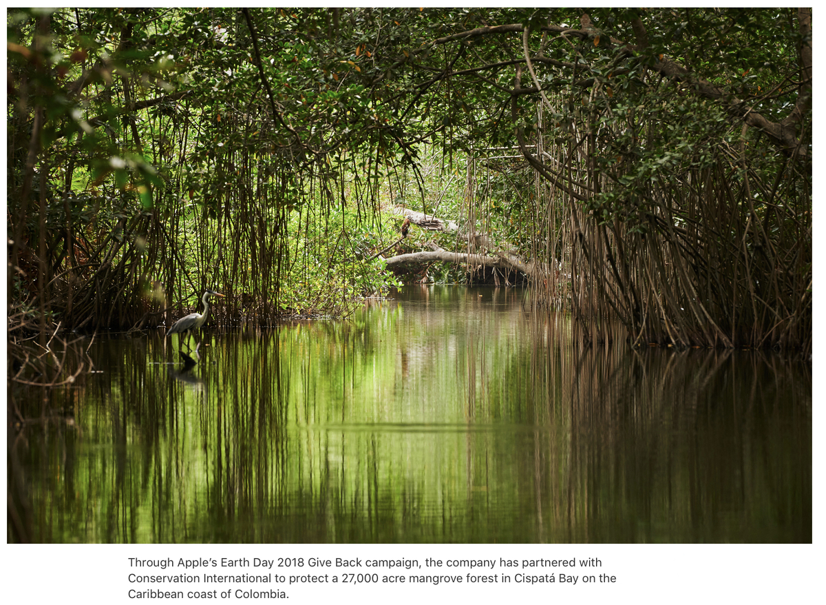 Pomme verte : Apple publie son rapport sur la protection de la mangrove colombienne