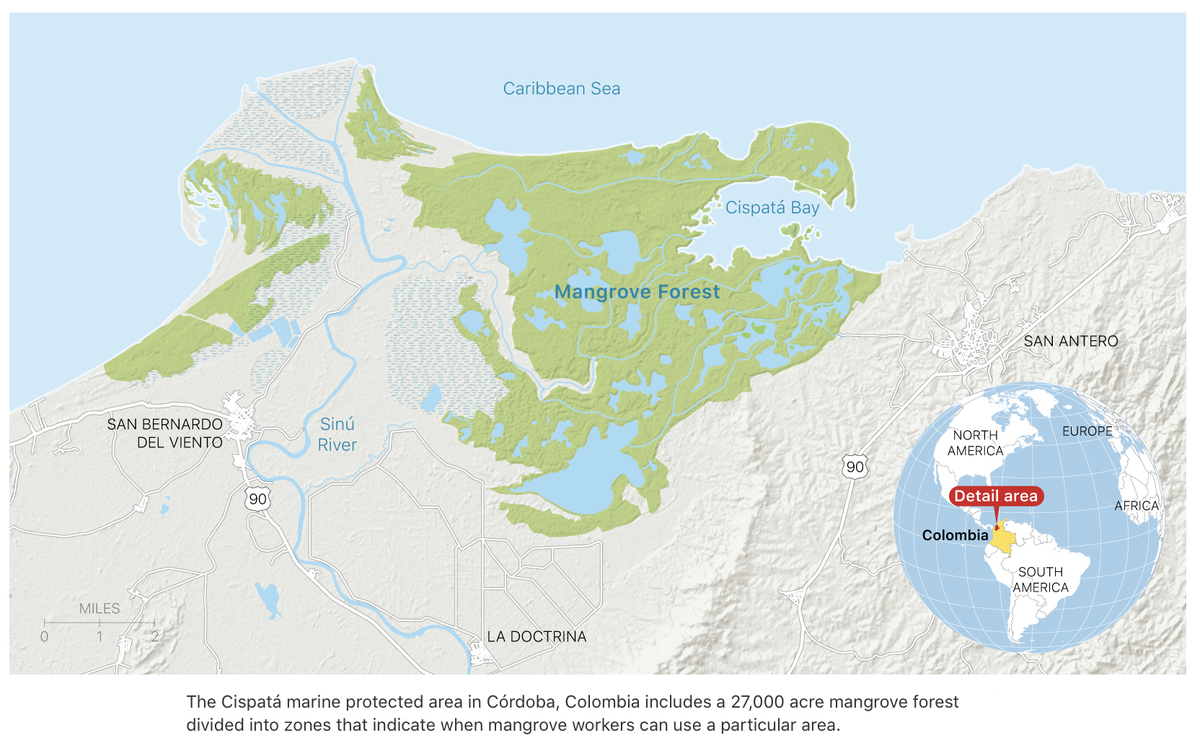 Pomme verte : Apple publie son rapport sur la protection de la mangrove colombienne