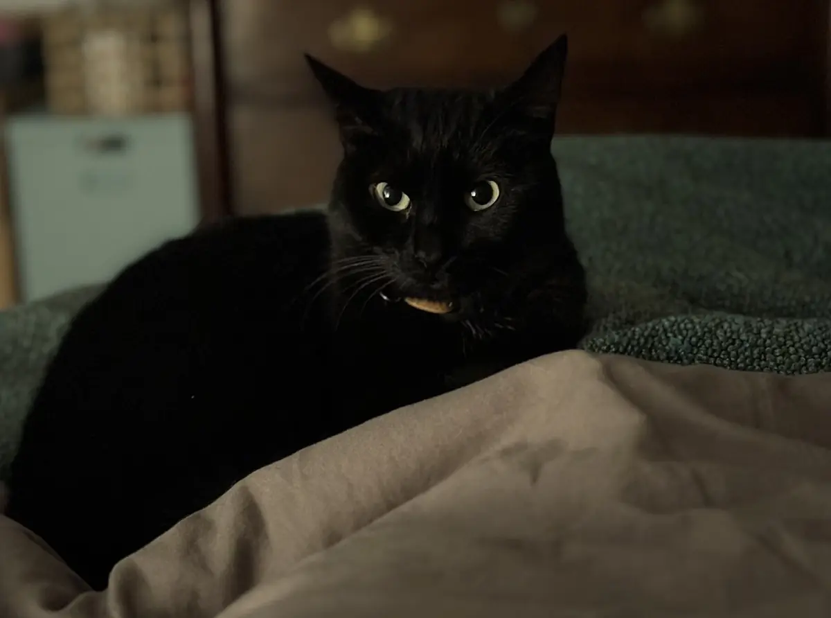 Une photo que j'ai réalisée en mode portrait et mode nocturne avec mon iPhone 16 Pro Max