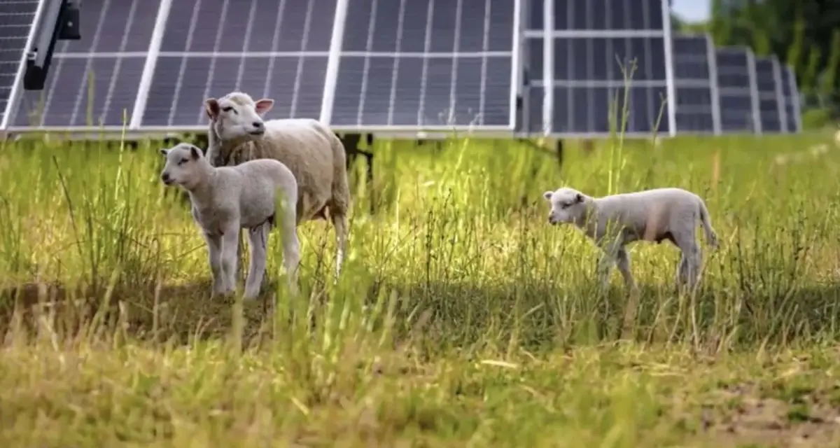 Volkswagen embauche des moutons pour entretenir sa ferme solaire