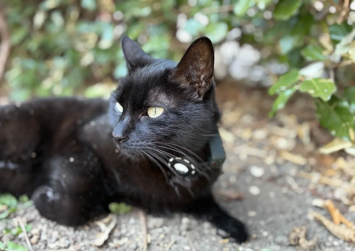 Photo r&eacute;alis&eacute;e &agrave; l'iPhone 17e, en mode portrait