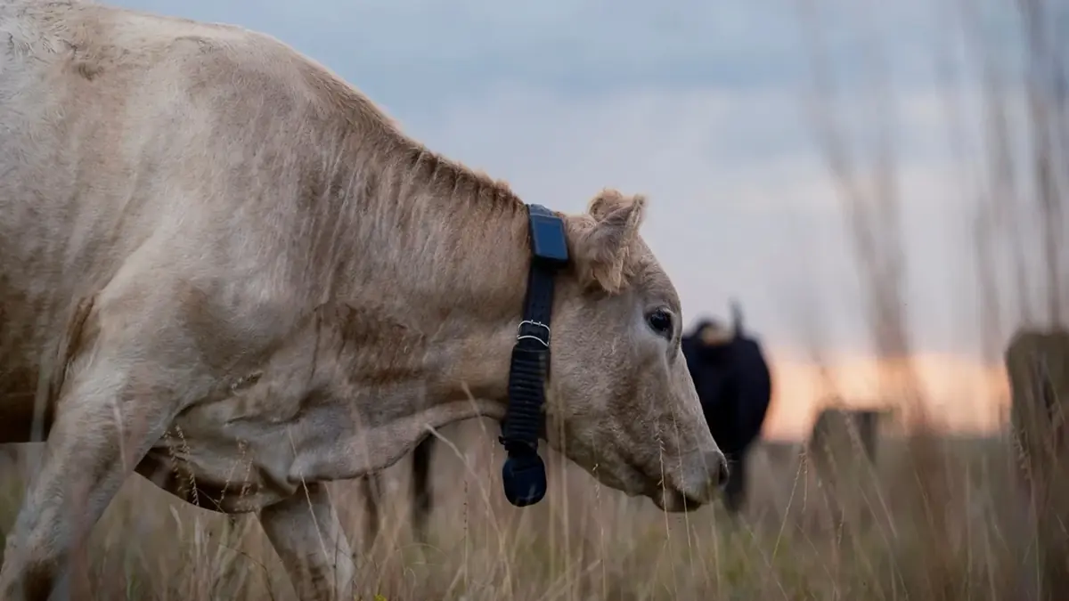 Ces vaches sont connect&eacute;es en direct par satellite via Starlink