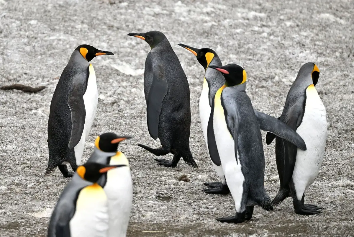 Un photographe a croisé un pingouin bien particulier, vous allez tout de suite voir pourquoi