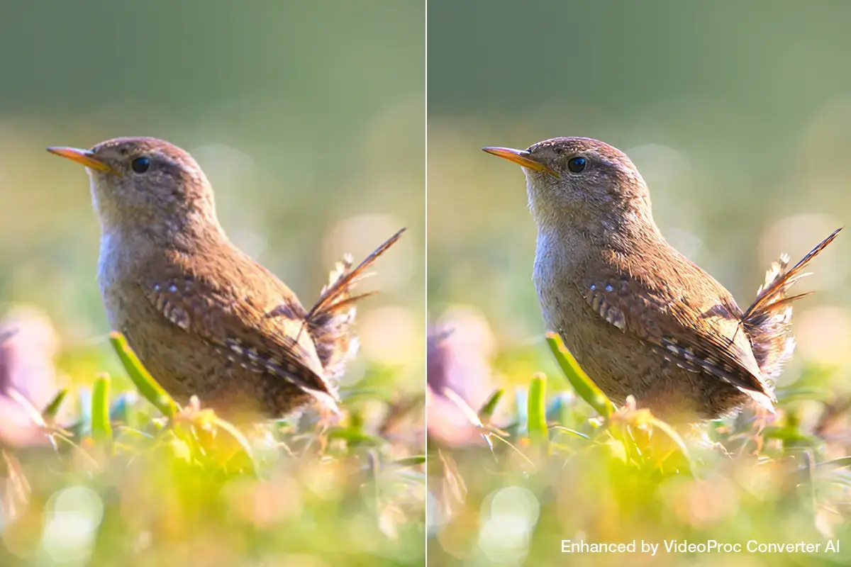 VideoProc Converter AI&nbsp;: redonnez vie &agrave; vos souvenirs en 4K sur Mac pour - de 35&euro; (offre de P&acirc;ques)