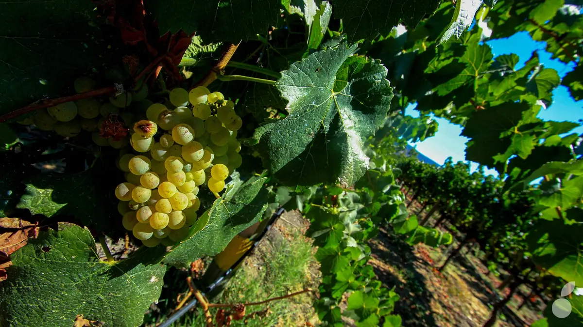 Apple Plans Gouttes de Dieu