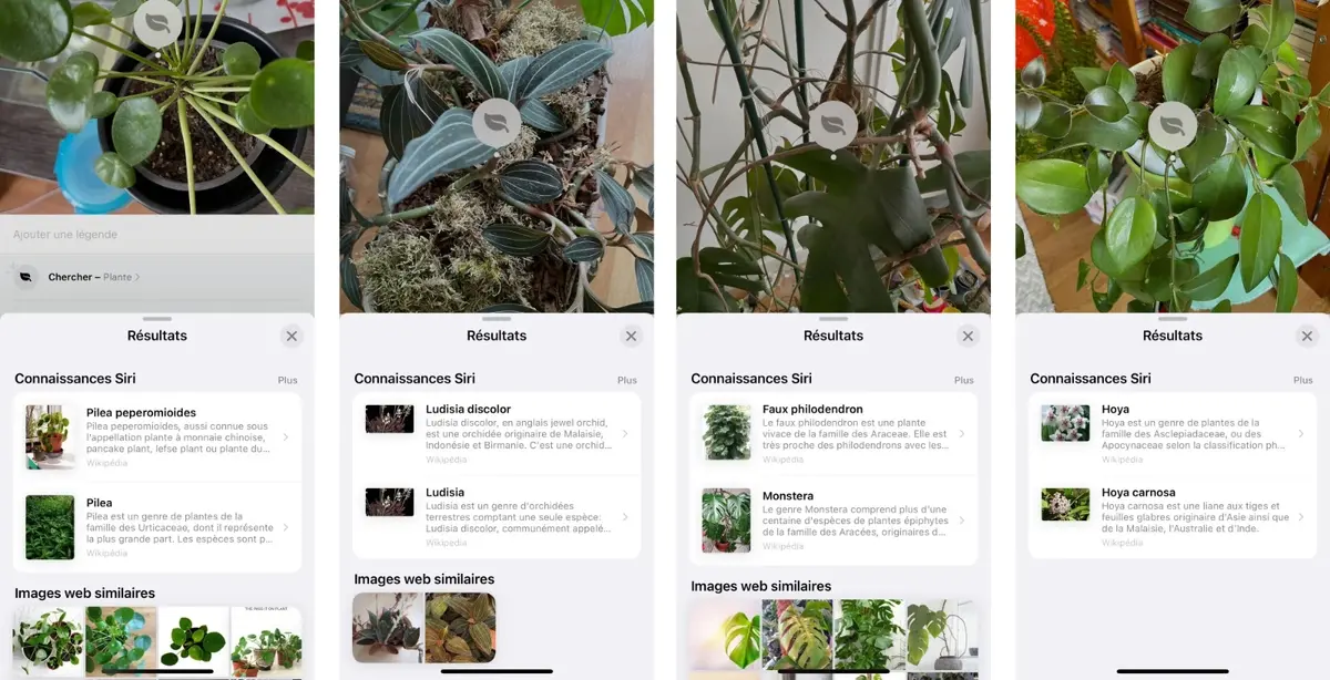 Astuce : comment identifier une plante ou une fleur juste avec son iPhone !