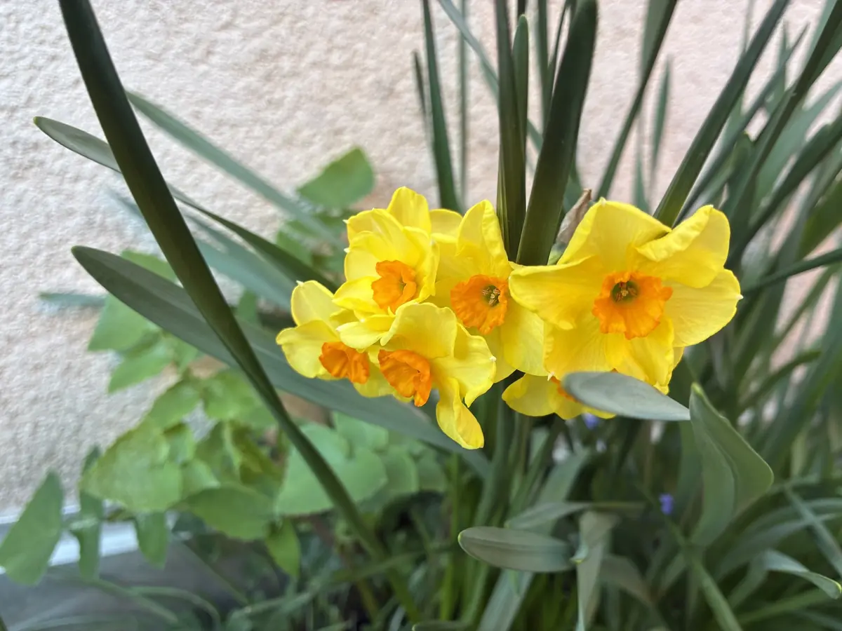 Photo r&eacute;alis&eacute;e &agrave; l'iPhone 17e