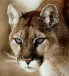 Cougar....