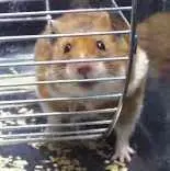 Hamsterminator