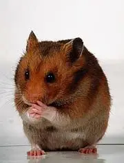 Hamsterminator