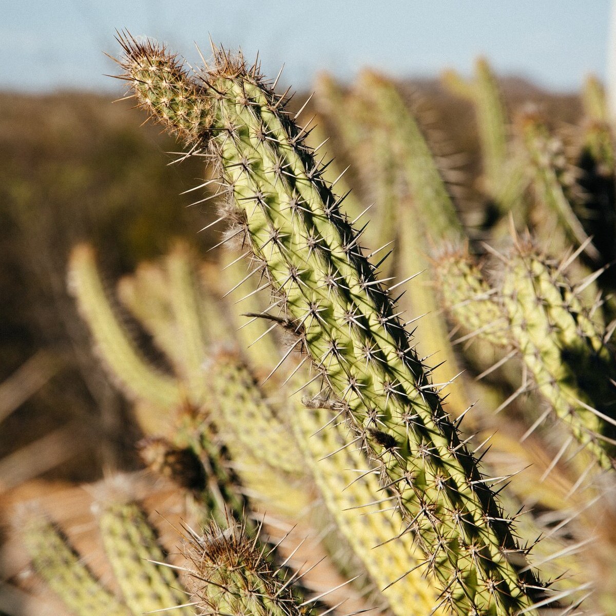 Des collégiens piégés ! Qu’est-ce que l’opération Cactus