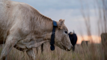 Ces vaches sont connectées en direct par satellite via Starlink