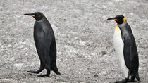 Un photographe a croisé un pingouin bien particulier, vous allez tout de suite voir pourquoi