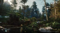 The Witcher 4 : Nvidia affiche 60 millions de plantes en ray tracing à 80 fps en 4K