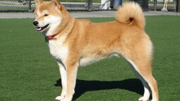 Pourquoi le logo de Twitter est-il devenu un chien japonais ?
