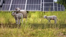 Volkswagen embauche des moutons pour entretenir sa ferme solaire