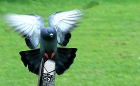 Bouygues Telecom : Non, vous n’êtes pas des pigeons !